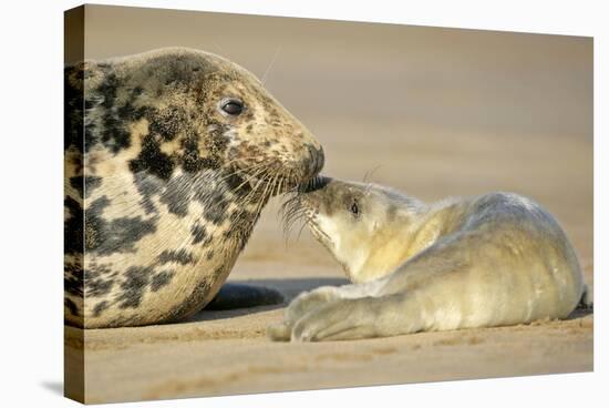 Grey Seal Mother and Newborn Pup Taking Stock-null-Stretched Canvas