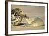 Grey Seal Mother and Newborn Pup Taking Stock-null-Framed Photographic Print