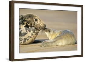 Grey Seal Mother and Newborn Pup Taking Stock-null-Framed Photographic Print