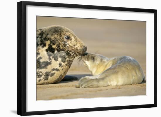 Grey Seal Mother and Newborn Pup Taking Stock-null-Framed Photographic Print