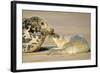 Grey Seal Mother and Newborn Pup Taking Stock-null-Framed Photographic Print