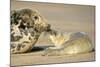 Grey Seal Mother and Newborn Pup Taking Stock-null-Mounted Photographic Print