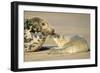 Grey Seal Mother and Newborn Pup Taking Stock-null-Framed Photographic Print