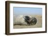 Grey Seal Pup (Halichoerus Grypus) Chewing a Flipper While Lying on a Sandy Beach-Nick Upton-Framed Photographic Print