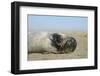 Grey Seal Pup (Halichoerus Grypus) Chewing a Flipper While Lying on a Sandy Beach-Nick Upton-Framed Photographic Print