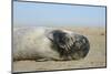 Grey Seal Pup (Halichoerus Grypus) Chewing a Flipper While Lying on a Sandy Beach-Nick Upton-Mounted Photographic Print