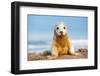 Grey seal pup in white lanugo coat covered in  sand, UK-Michael Hutchinson-Framed Photographic Print