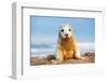 Grey seal pup in white lanugo coat covered in  sand, UK-Michael Hutchinson-Framed Photographic Print