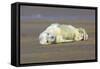 Grey Seal Pup Lying on Beach-null-Framed Stretched Canvas