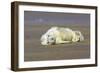 Grey Seal Pup Lying on Beach-null-Framed Photographic Print