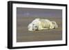 Grey Seal Pup Lying on Beach-null-Framed Photographic Print