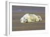 Grey Seal Pup Lying on Beach-null-Framed Photographic Print