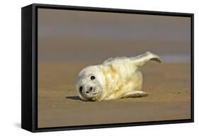 Grey Seal Pup Lying on Sand Bank Stretching it's Fin-null-Framed Stretched Canvas