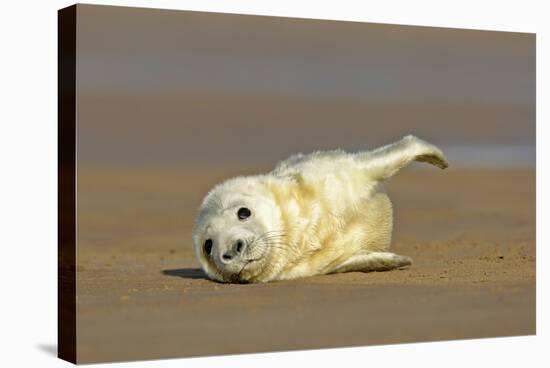 Grey Seal Pup Lying on Sand Bank Stretching it's Fin-null-Stretched Canvas