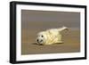 Grey Seal Pup Lying on Sand Bank Stretching it's Fin-null-Framed Photographic Print