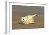 Grey Seal Pup Lying on Sand Bank Stretching it's Fin-null-Framed Photographic Print