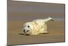 Grey Seal Pup Lying on Sand Bank Stretching it's Fin-null-Mounted Photographic Print