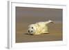 Grey Seal Pup Lying on Sand Bank Stretching it's Fin-null-Framed Photographic Print