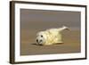 Grey Seal Pup Lying on Sand Bank Stretching it's Fin-null-Framed Photographic Print