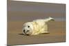 Grey Seal Pup Lying on Sand Bank Stretching it's Fin-null-Mounted Photographic Print