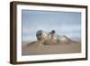 Grey seal pup, Norfolk, England, United Kingdom, Europe-Kyle Moore-Framed Photographic Print