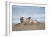 Grey seal pup, Norfolk, England, United Kingdom, Europe-Kyle Moore-Framed Photographic Print