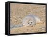 Grey Seal Pup on Beach Lying Beside Plastic Twine, Blakeney Point, Norfolk, UK, December-Gary Smith-Framed Stretched Canvas