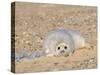 Grey Seal Pup on Beach Lying Beside Plastic Twine, Blakeney Point, Norfolk, UK, December-Gary Smith-Stretched Canvas