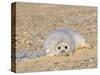 Grey Seal Pup on Beach Lying Beside Plastic Twine, Blakeney Point, Norfolk, UK, December-Gary Smith-Stretched Canvas