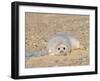 Grey Seal Pup on Beach Lying Beside Plastic Twine, Blakeney Point, Norfolk, UK, December-Gary Smith-Framed Photographic Print