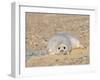 Grey Seal Pup on Beach Lying Beside Plastic Twine, Blakeney Point, Norfolk, UK, December-Gary Smith-Framed Photographic Print