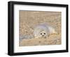 Grey Seal Pup on Beach Lying Beside Plastic Twine, Blakeney Point, Norfolk, UK, December-Gary Smith-Framed Photographic Print