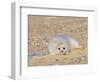 Grey Seal Pup on Beach Lying Beside Plastic Twine, Blakeney Point, Norfolk, UK, December-Gary Smith-Framed Photographic Print