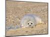 Grey Seal Pup on Beach Lying Beside Plastic Twine, Blakeney Point, Norfolk, UK, December-Gary Smith-Mounted Photographic Print