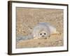 Grey Seal Pup on Beach Lying Beside Plastic Twine, Blakeney Point, Norfolk, UK, December-Gary Smith-Framed Photographic Print