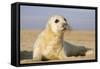 Grey Seal Pup on Beach-null-Framed Stretched Canvas