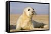 Grey Seal Pup on Beach-null-Framed Stretched Canvas