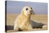 Grey Seal Pup on Beach-null-Stretched Canvas