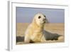 Grey Seal Pup on Beach-null-Framed Photographic Print