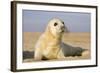 Grey Seal Pup on Beach-null-Framed Photographic Print