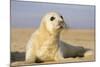 Grey Seal Pup on Beach-null-Mounted Photographic Print