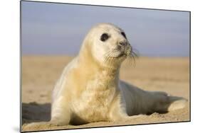 Grey Seal Pup on Beach-null-Mounted Photographic Print