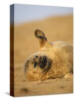 Grey Seal Pup 'Waving' Paw, England, UK-Niall Benvie-Stretched Canvas