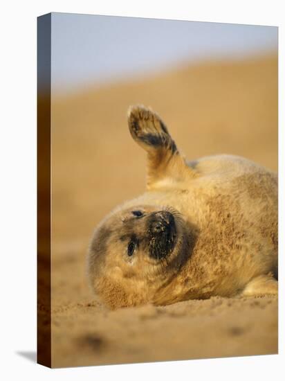 Grey Seal Pup 'Waving' Paw, England, UK-Niall Benvie-Stretched Canvas