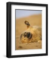 Grey Seal Pup 'Waving' Paw, England, UK-Niall Benvie-Framed Premium Photographic Print