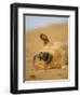 Grey Seal Pup 'Waving' Paw, England, UK-Niall Benvie-Framed Premium Photographic Print
