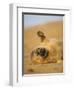 Grey Seal Pup 'Waving' Paw, England, UK-Niall Benvie-Framed Premium Photographic Print