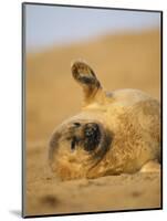 Grey Seal Pup 'Waving' Paw, England, UK-Niall Benvie-Mounted Premium Photographic Print