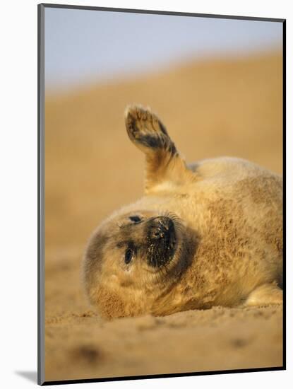 Grey Seal Pup 'Waving' Paw, England, UK-Niall Benvie-Mounted Premium Photographic Print
