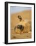 Grey Seal Pup 'Waving' Paw, England, UK-Niall Benvie-Framed Photographic Print